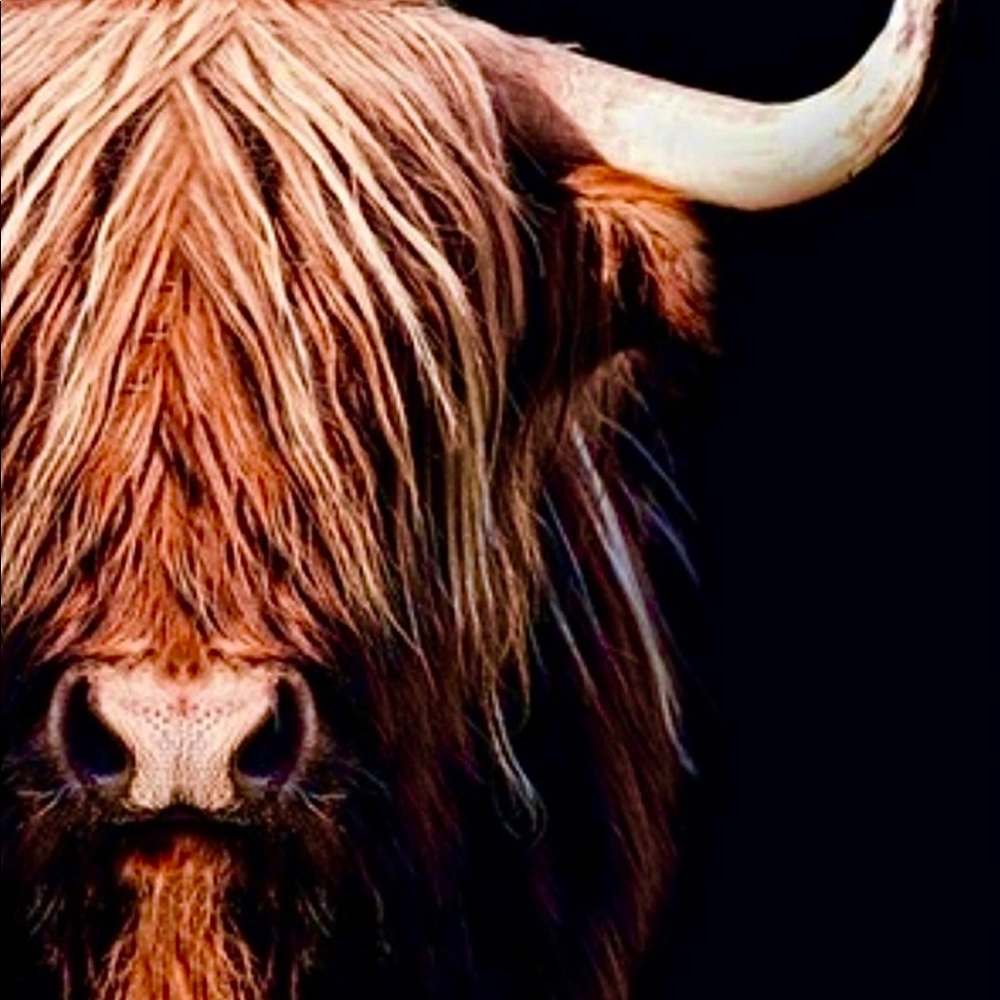 Orange highland cow with black background - art print 8.5x11 inches